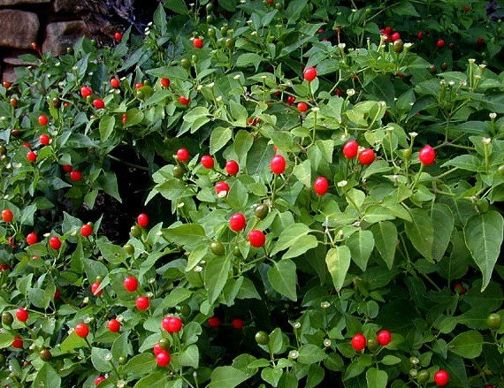 Pequin Pepper, Bird Pepper, tiny wild heirlooom, 10 seeds, pea sized ...