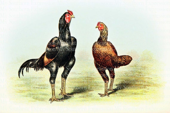 game rooster clipart - photo #48