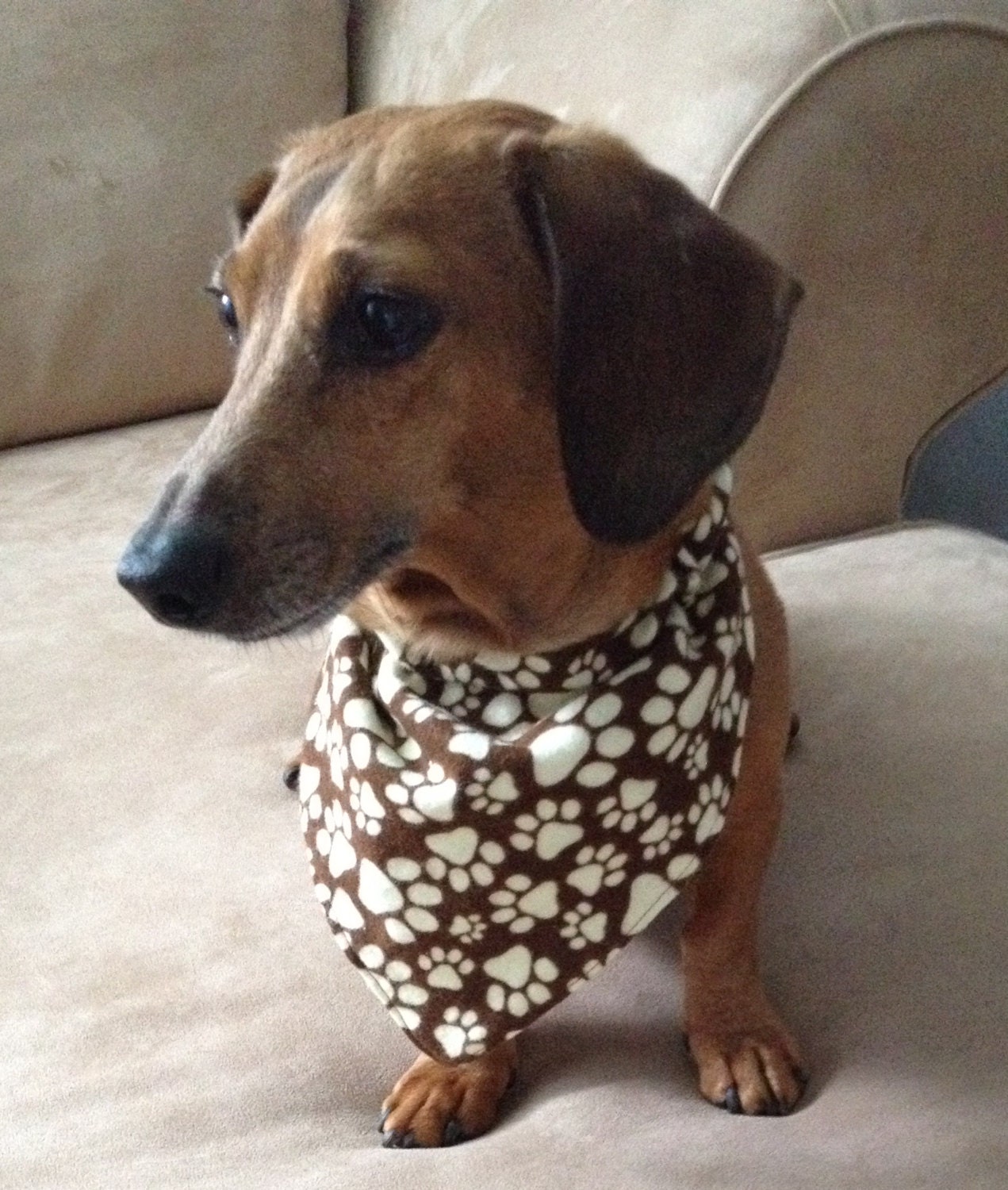 Miniature Dachshund & Small Dogs Over The Collar by brendabordas