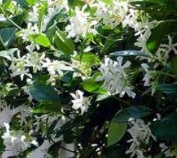 Confederate Jasmine Evergreen Fragrant by