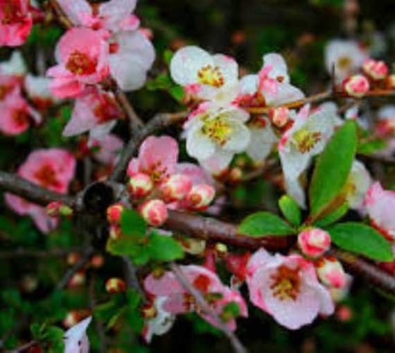 Toyo-Nishiki Flowering Quince plants by Newlifenurserydotnet