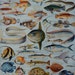 Vintage print.1920's.FISHES.Beautiful print.80 years old print.Vintage illustration.Antique print,Fish prints12,1x9" or 23x31cm.