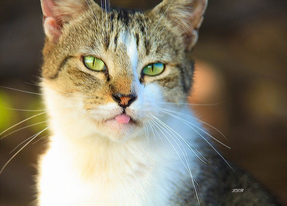 Kona Hawaii Feral Cats by the ocean Photography Art by LLRomine