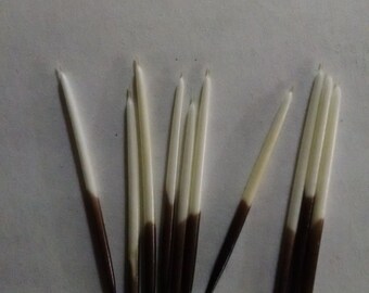 10 Maine 1 1/2 inch North American Porcupine Quills, Free Shipping