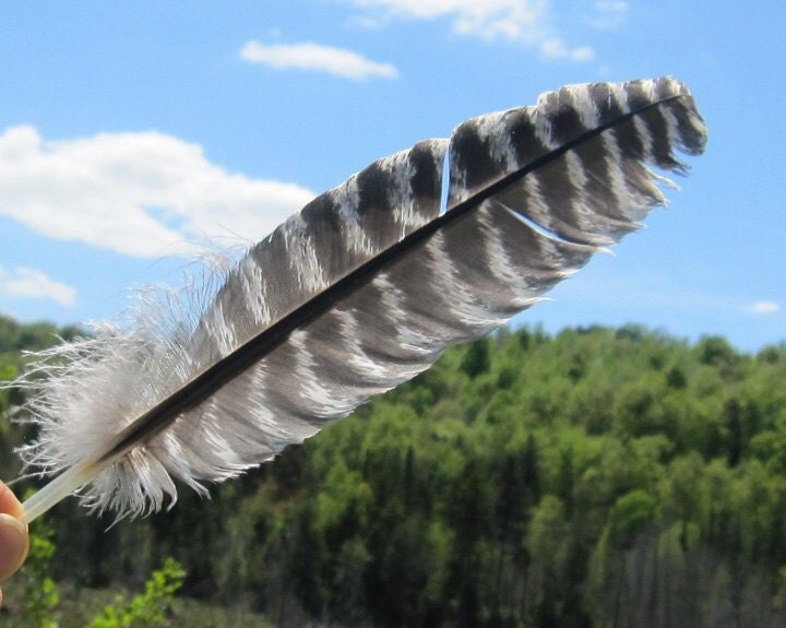 Wild Turkey Wing Feathers. Natural Bird by BlueLotusTrinket