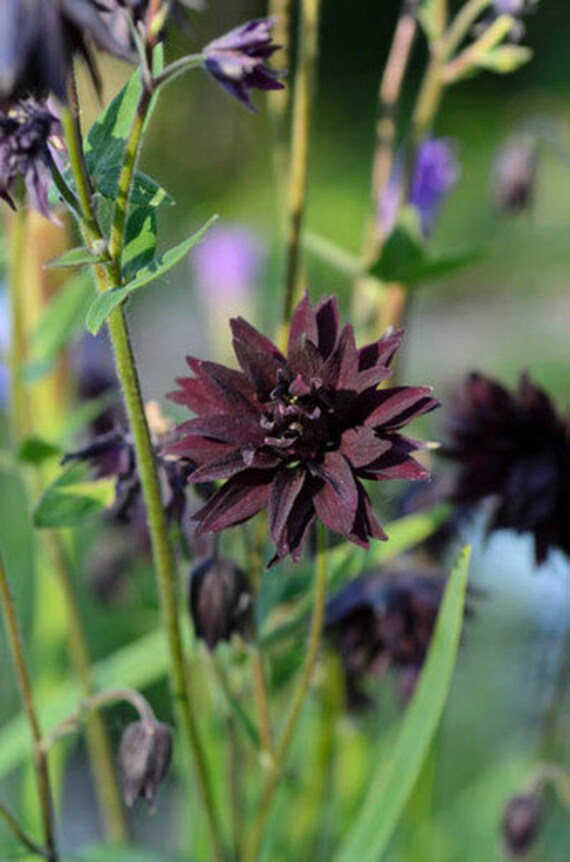 Aquilegia Black Barlow Flower Seeds / Perennial 30