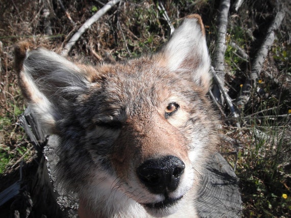 Soft Mounted Coyote