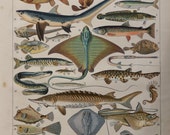 Antique Fish print.1898 chromolithograph 116 years old print.Antique French book plate.12,1x9,2",31x23cm.Vintage fishes engraving.