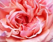 Flower Photography - Pink Rose,  photography print on paper signed by the artist