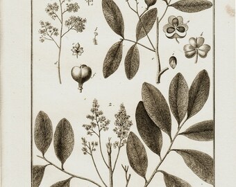 Angiosperm Etsy