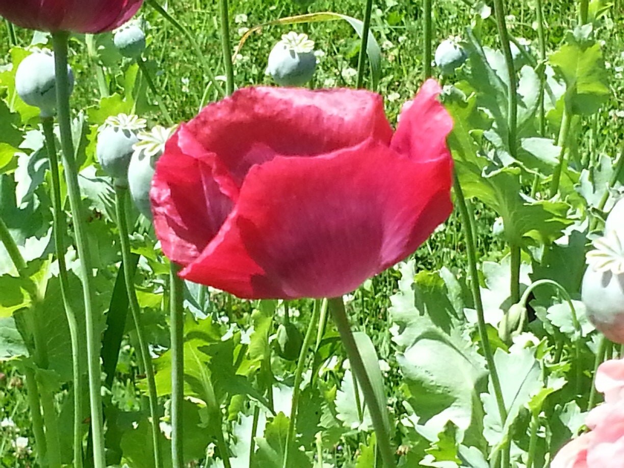 Heirloom Single Red Breadseed Poppy Seeds by VintageMeadowsGarden