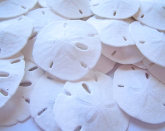 Sand Dollars 25 pieces-Sand Dollar-Seashell Craft Supply-Beach Wedding Favors-Wedding Decor-Sand Dollar Bulk-Seashell Bulk-Seashells-Shells