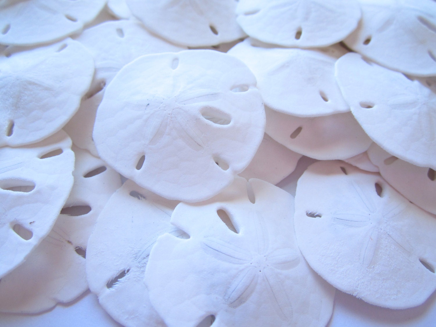 Sand Dollars 25 pieces-Sand Dollar-Seashell Craft Supply-Beach