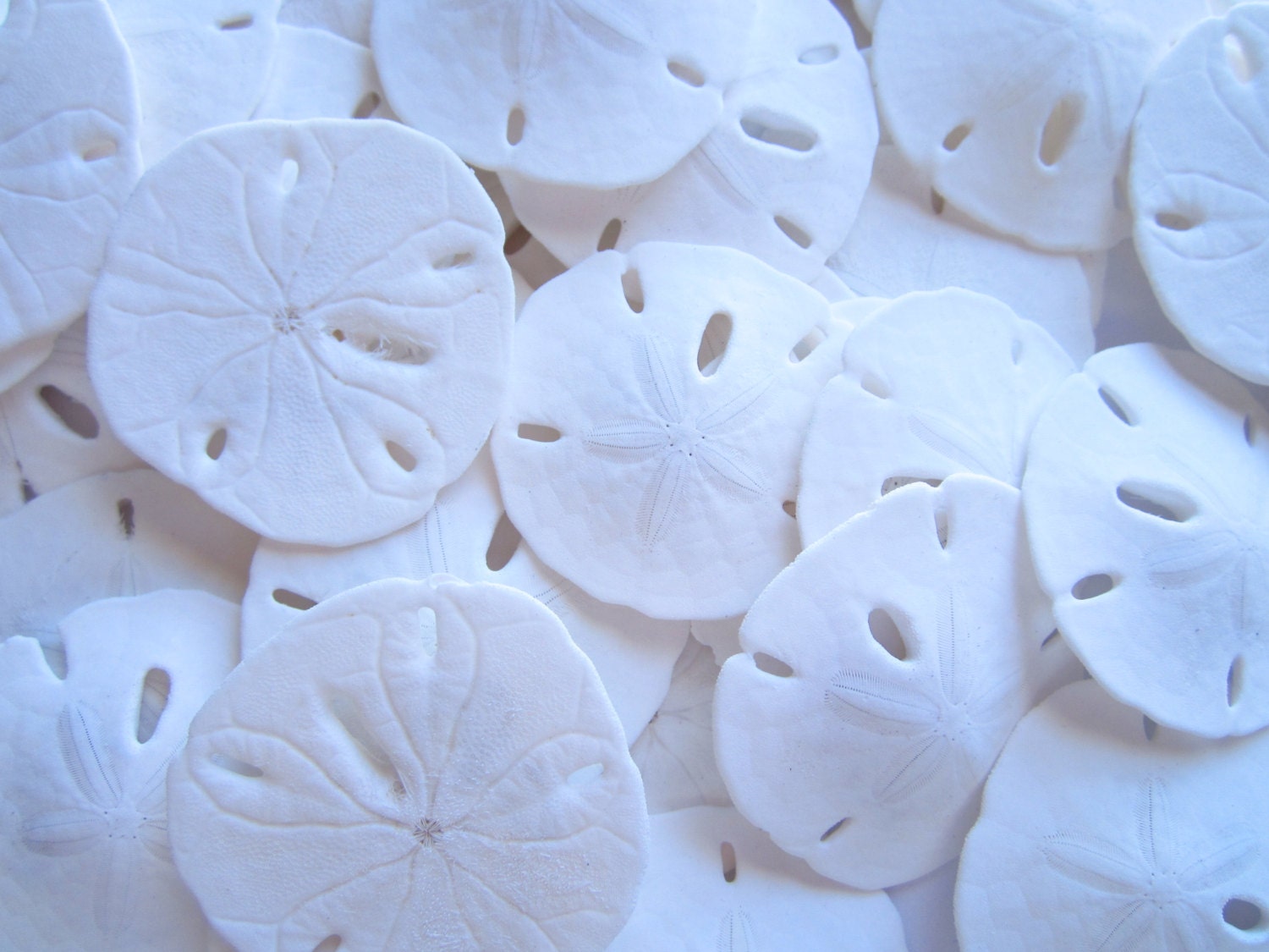 Sand Dollars 25 pieces-Sand Dollar-Seashell by MermaidCoveGiftShop