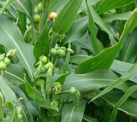 New Arrival 20 Seeds Home Garden Plant JOBS TEARS by ZeepSeeds