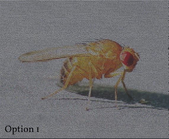 drosophila-dna-mosaic-image-fruit-fly-picture-mosaic-by-dnaprint