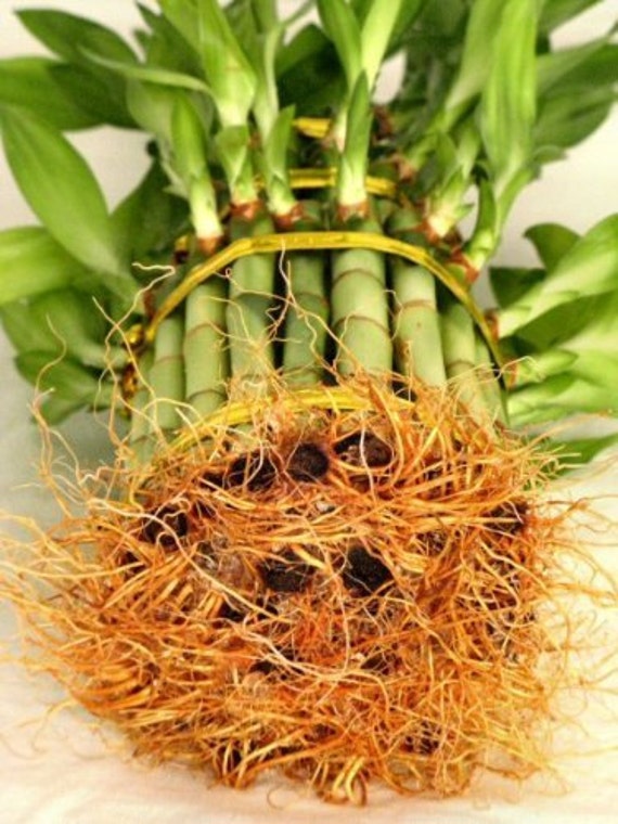 3 Tier 4" 6" 8" Lucky Bamboo Total About 38 Stalks) +10 Bottles of mo'green Lucky Bamboo