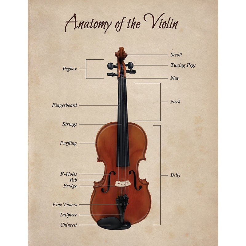 Anatomy of the Violin-11X8.5 print by DaisyChung on Etsy