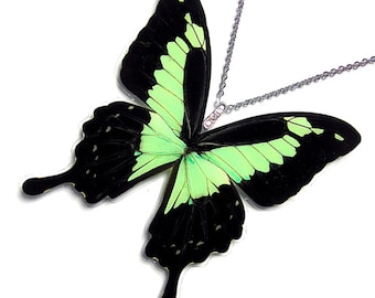 Real Butterfly Wing Necklace / Pendant (WHOLE Papilio Phorcas - W029)