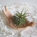Air plant holder, dove planter, Ring holder, Desk decor, In Stock, Hand made Ceramic Pottery