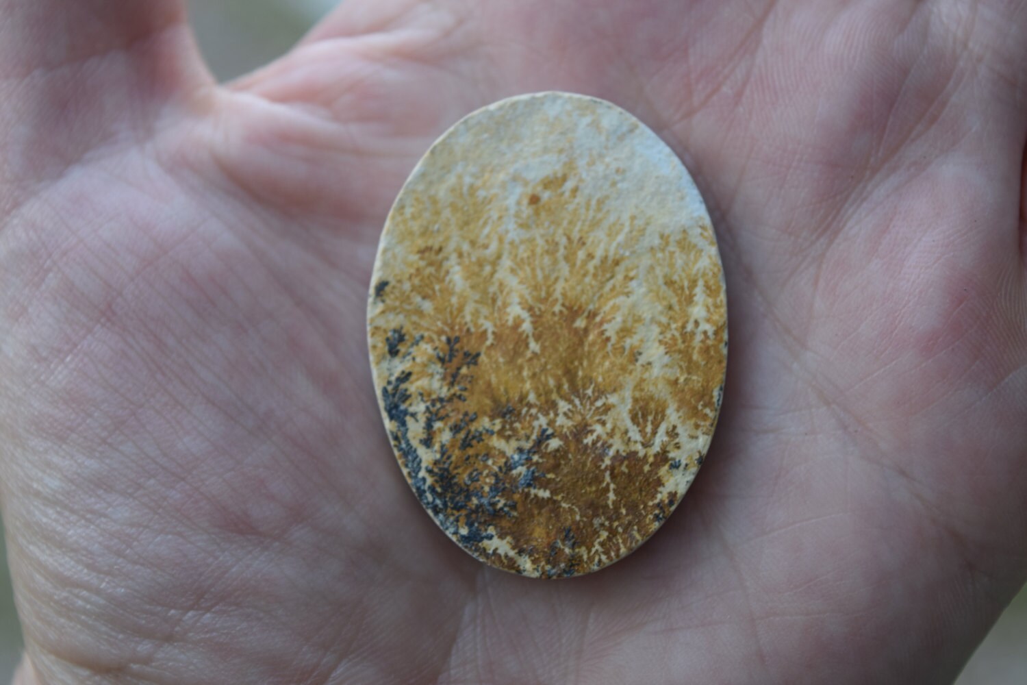 Dendrite Jurassic era limestone, fossil, Snapshot “one sided” mineral