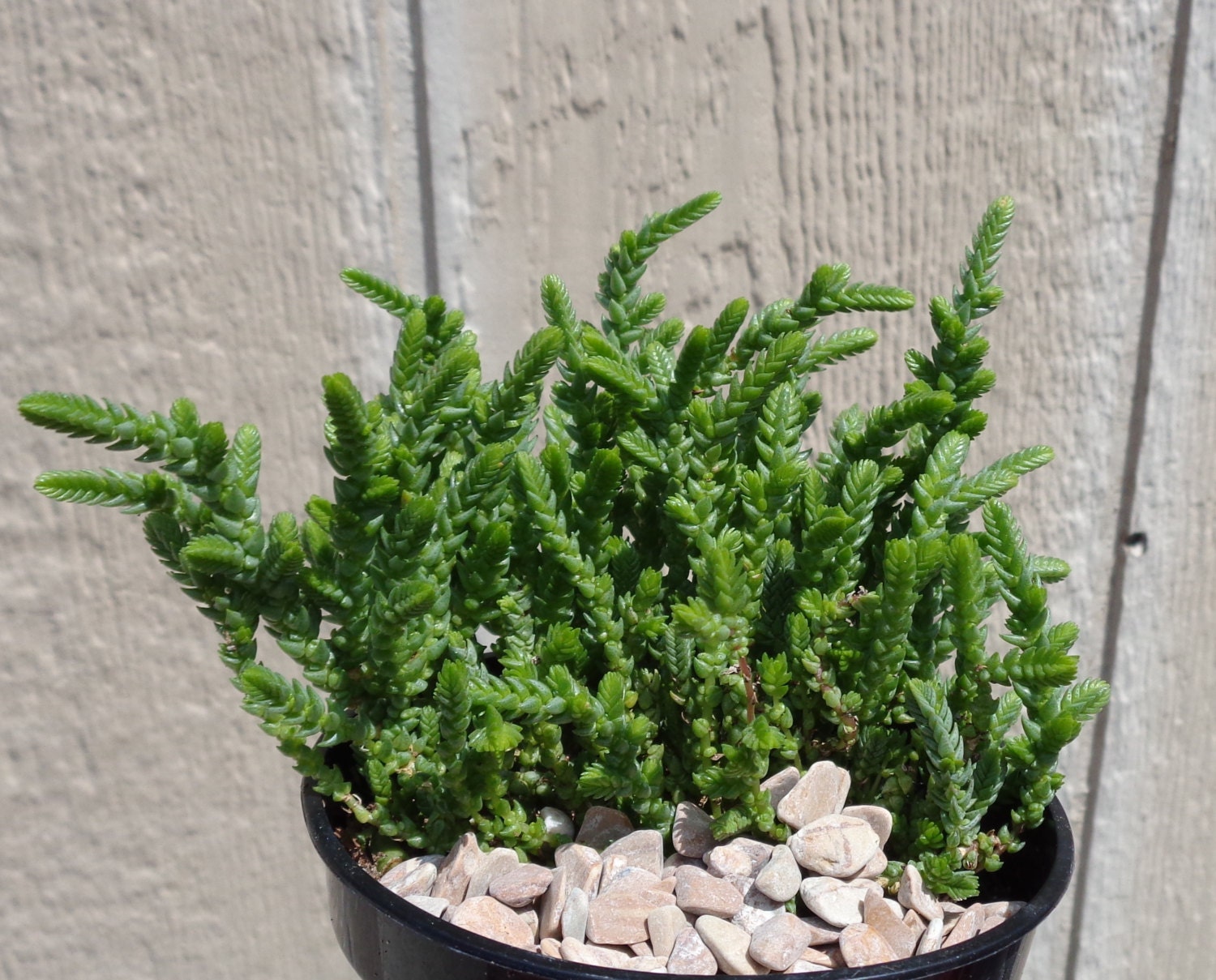 Watch Chain Succulent Crassula Muscosa by CTSairplants on Etsy