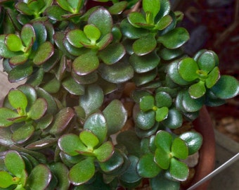 Mini Jade Live Succulent Crassula Argentea Compacta