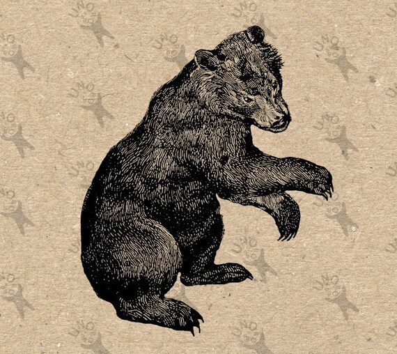 Grizzly Bear Vintage retro drawing image Instant Download