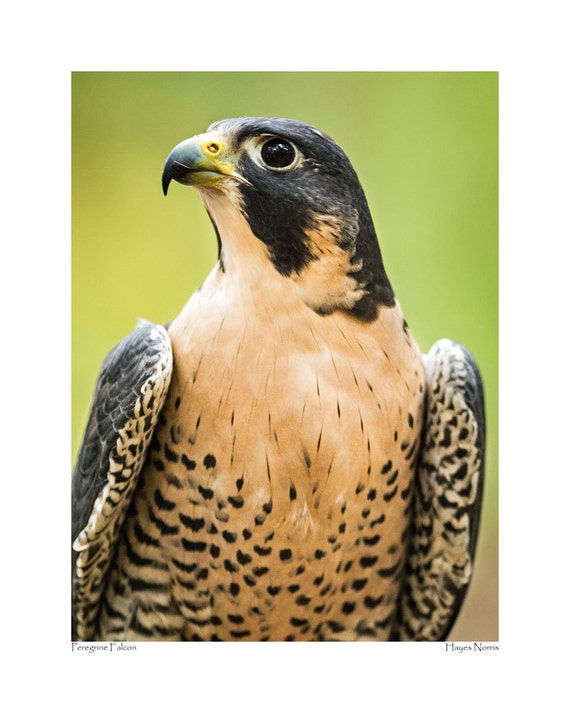 Peregrine Falcon portrait taken at the Carolina Raptor Center
