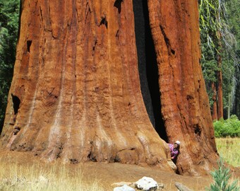 50 Giant Sequoia Tree Seeds