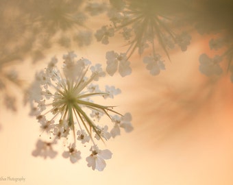 Minimalistische Naturfotografie Löwenzahn von IonAnthosPhotography