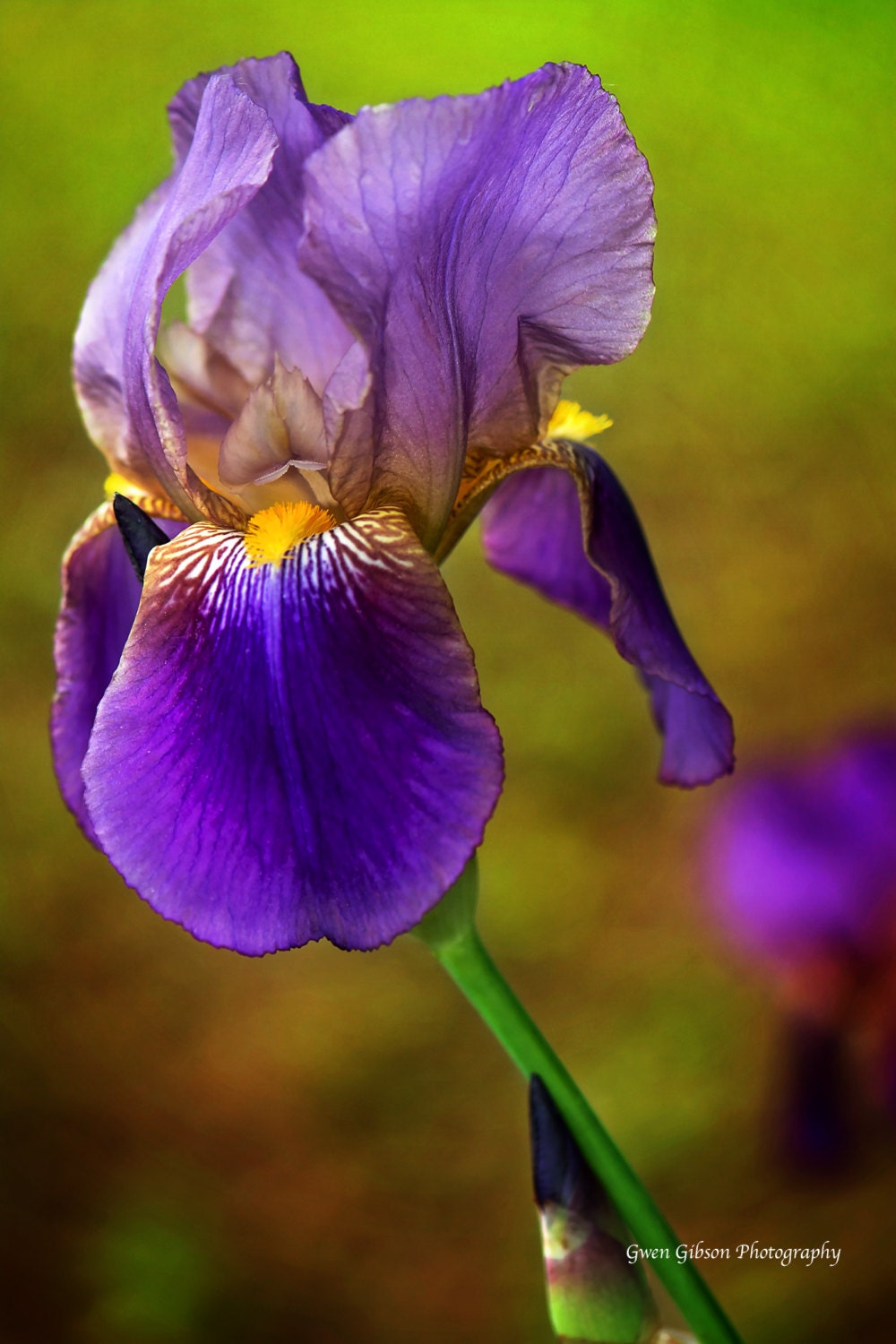 Purple Bearded Iris Print Purple Flower Photo Garden 