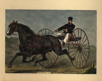 Antique Original Hand colored Engraving of Horse - Smuggler