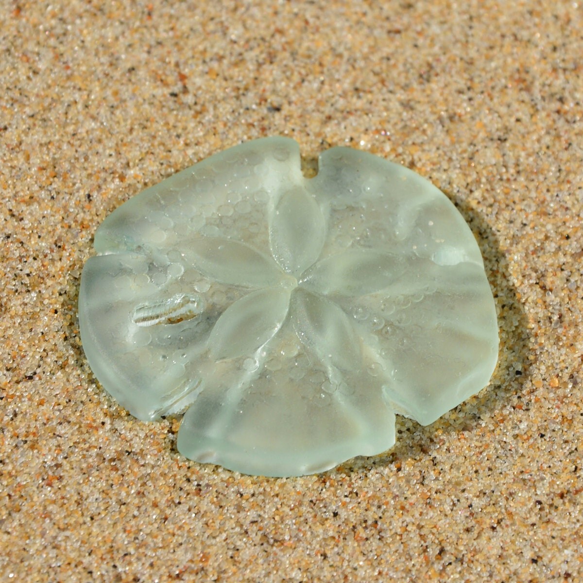 1 pc 40X35mm Light Sea Foam Green Sand Dollar 2hole