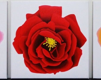 Roses Bloom Small Acrylic Canvas Painting Series