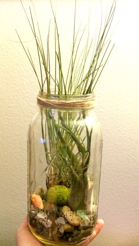 Items similar to Large Mason Jar Air Plant Terrarium Beach Meets the Forest Unique Father's