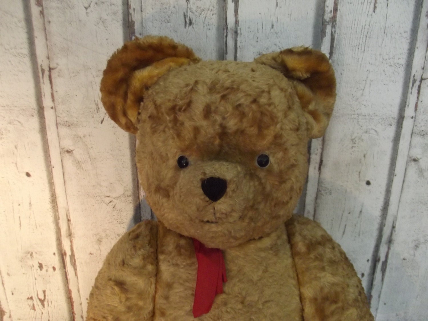 german teddy