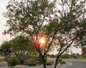 Desert Willow Tree Seeds (Chilopsis linearis) 30+Seeds