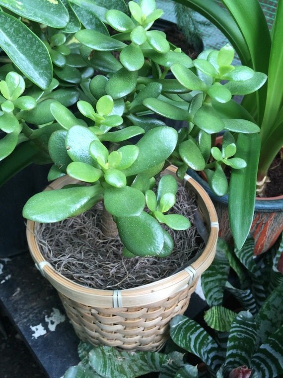 Live Bonsai Jade Plant Money Tree Succulent by PlantsandGifts