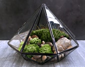 Geometric Glass Diamond Terrarium with Plants