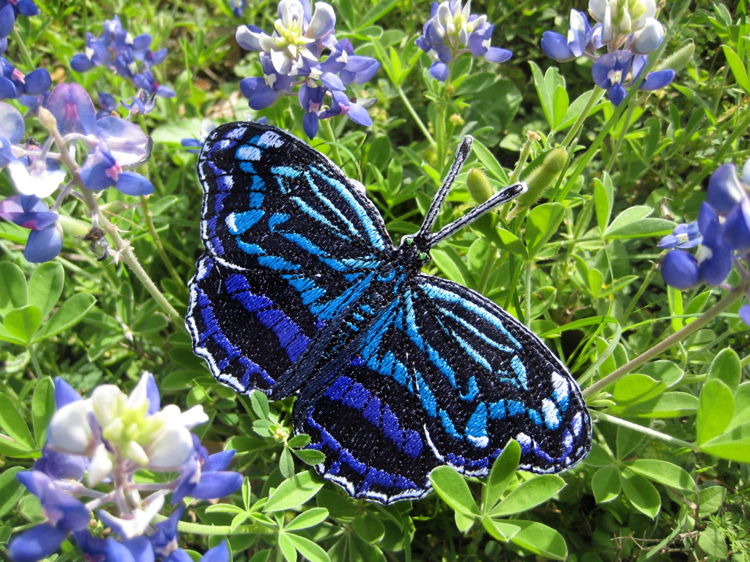Mexican Bluewing Butterfly Myscelia ethus Iron on or Sew on