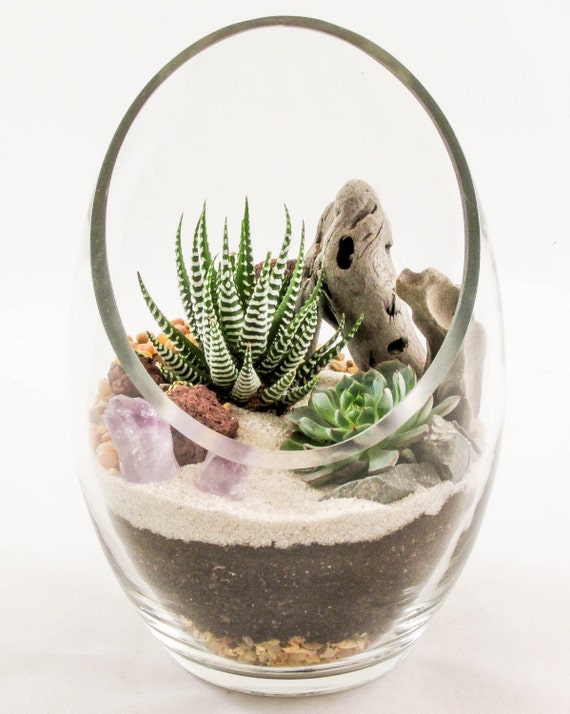 Succulent Terrarium Kit by Midnight Blossom Featuring Two