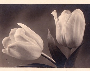 Photo Postcard "White Tulips, C/2256" -- 1950?