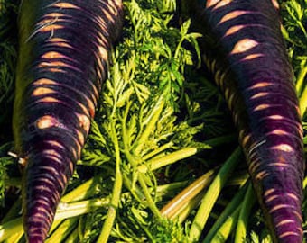 Purple Dragon Carrots Seeds