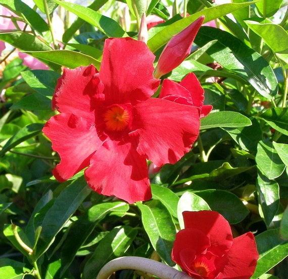 Red Brazilian Jasmine Plant Indoors/Out by HirtsGardens on Etsy