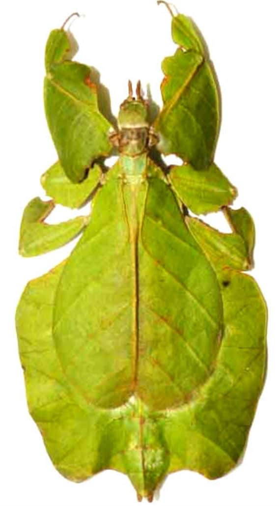 Supplies for your artworks dried insects Phyllium