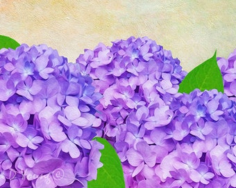 Purple Flowers, Hydrangea Art Print, Hydrangea Flower Petals, Spring Flowers, Flower Art, Mother's Day, Gift for Her, Fine Art Photography