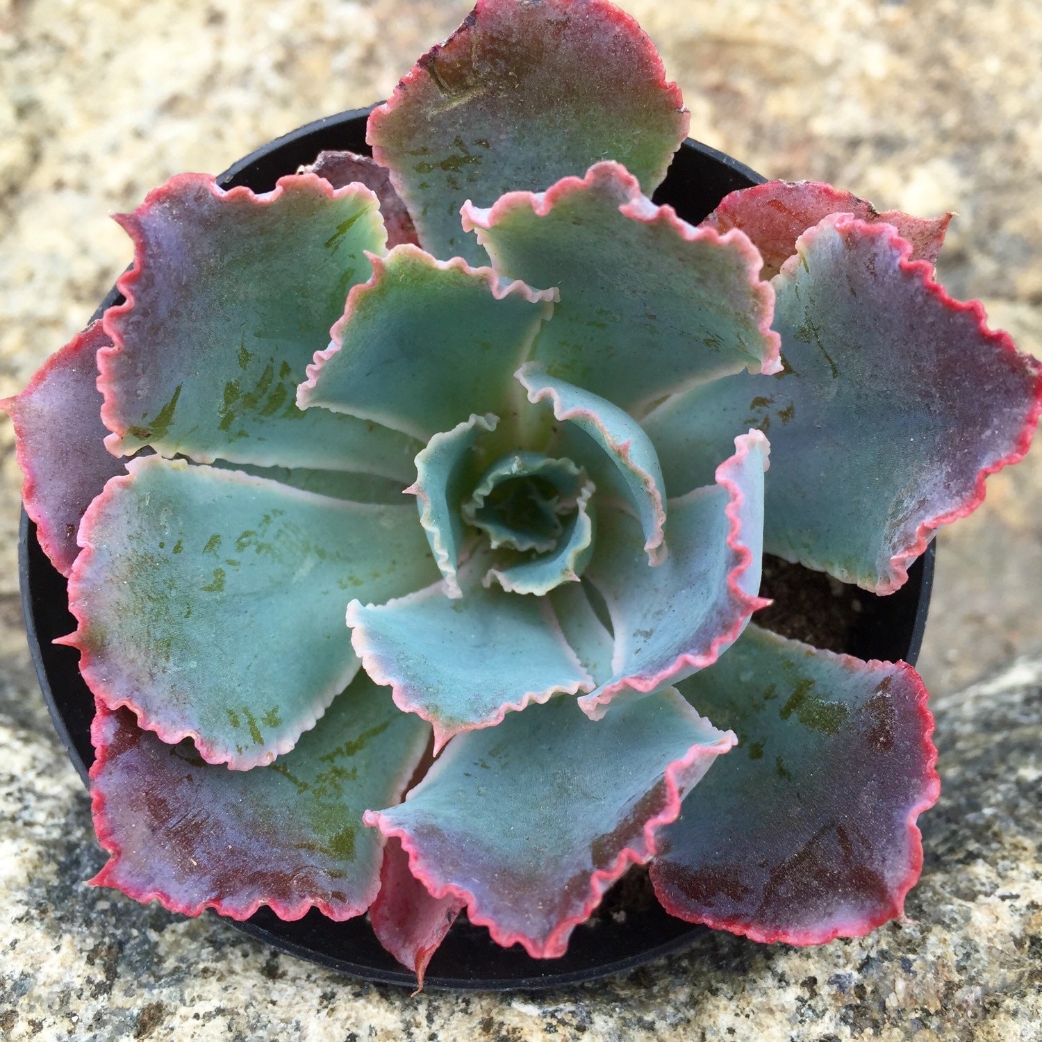 Rare Echeveria Neon Breakers // 2.5