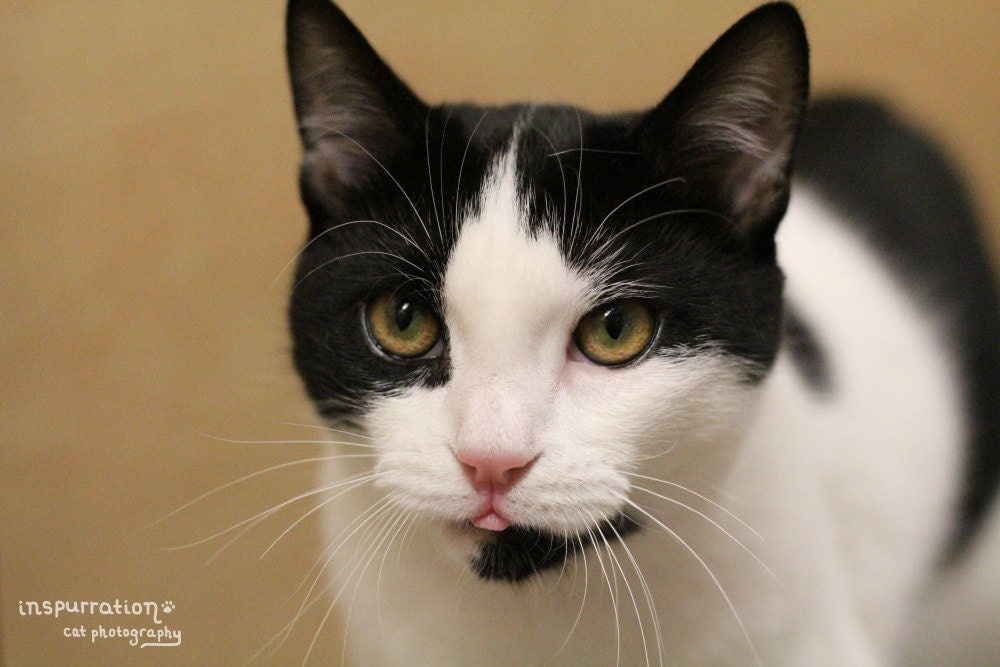  Beautiful  Eyes Black and White Cat  Tuxedo  Cat  Art Cat 
