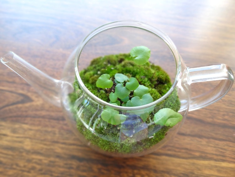 Terrarium glass teapot miniature landscape by thebirdwhistlehome